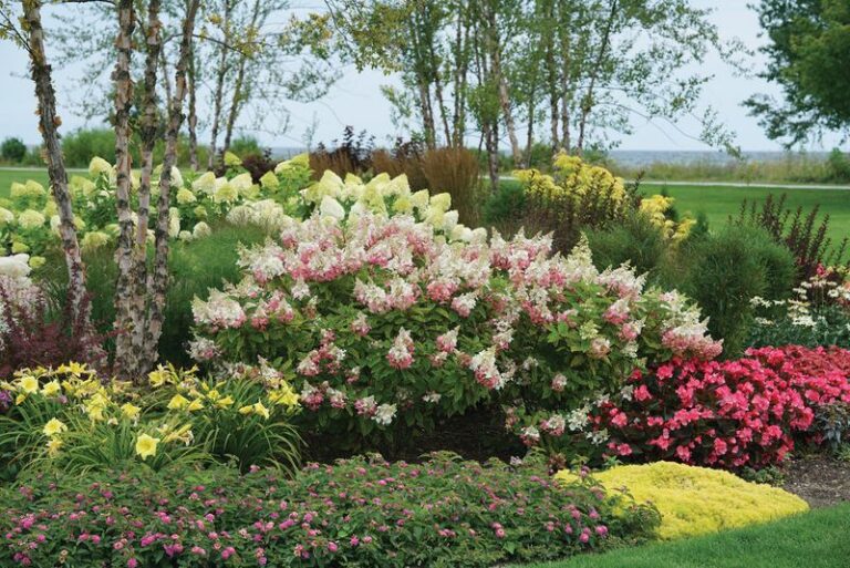 What North Carolina Gardeners Do To Get Panicle Hydrangeas That Put On A Real Show Well Into Fall