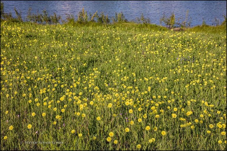The Yellow Weed Spreading Across Your Central Texas Lawn Is Actually a Native Wildflower Worth Keeping