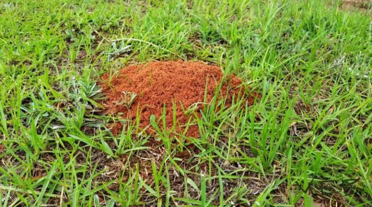 What It Really Means When Fire Ant Mounds Keep Popping Up in Your North Carolina Garden Beds This Summer