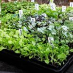 If You Want a Strong Fall Harvest, These Vegetables Need Their Seeds Started This Month