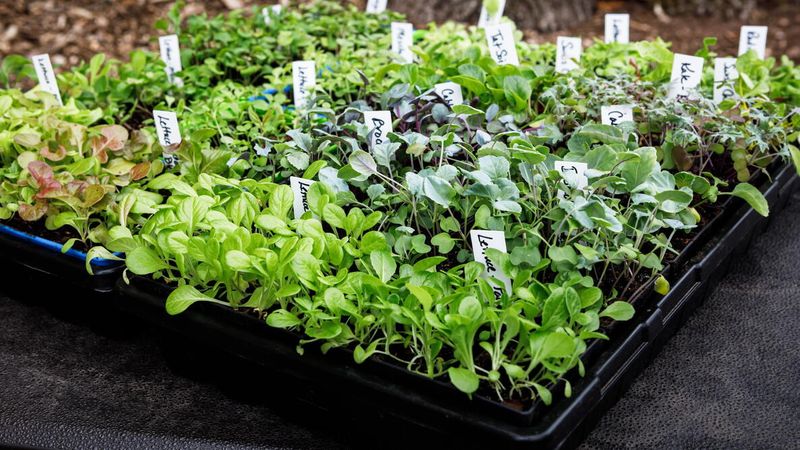 If You Want a Strong Fall Harvest, These Vegetables Need Their Seeds Started This Month