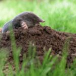 Moles Are Tunneling Up Your Lawn – Here Are the Strong Smells That Send Them Packing