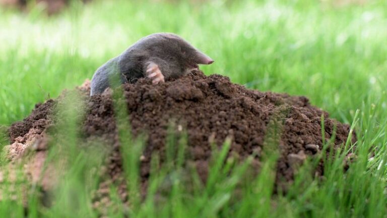 Moles Are Tunneling Up Your Lawn – Here Are the Strong Smells That Send Them Packing
