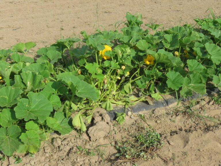 If your squash plants look fine at dawn but wilt flat by afternoon this August, the trouble usually starts at the base