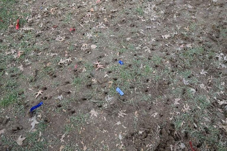 Something Is Digging Small Holes Across Your Lawn Overnight — Here’s What’s Doing It and How to Stop It