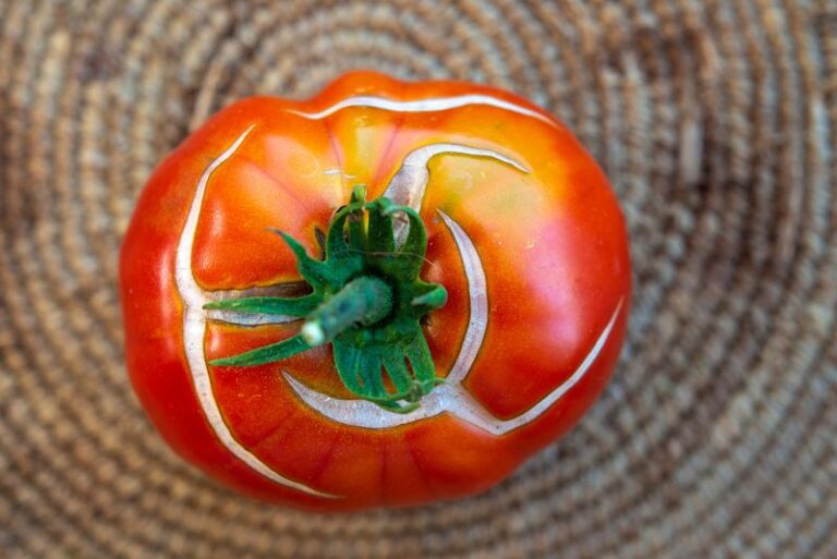 If Your Tomato Skins Crack in Rings Around the Top During Late-Summer Heat, Here Is Why
