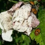 How To Support the California Lady Beetles That May Help Suppress Aphids on Your Roses