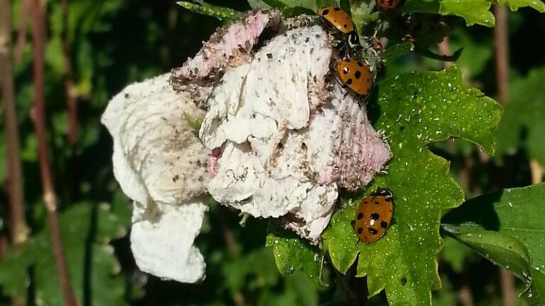 How To Support the California Lady Beetles That May Help Suppress Aphids on Your Roses