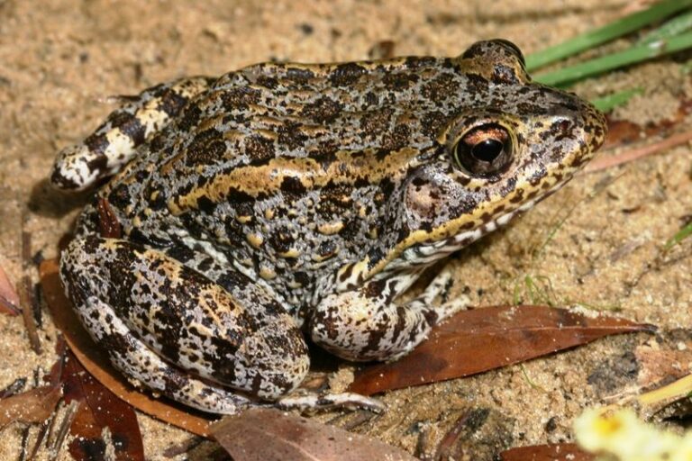 What It Really Means When Toads Start Living In Your North Carolina Garden Beds, And Why You Want Them To Stay