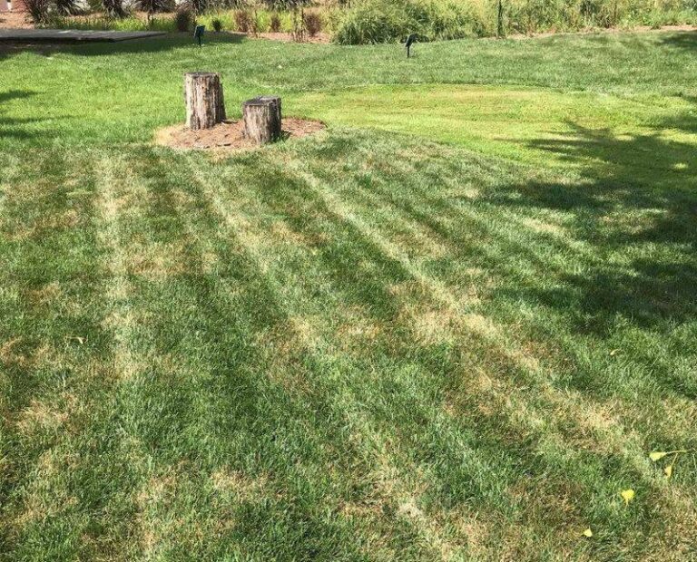 Your Lawn Browns Out the Moment Summer Heat Hits – Here’s the Hidden Cause That Isn’t Just Dry Weather