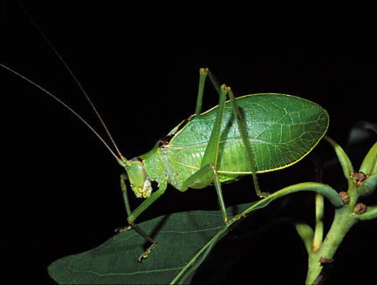 What It Really Means When Katydids Take Over Your North Carolina Yard At Night This Summer