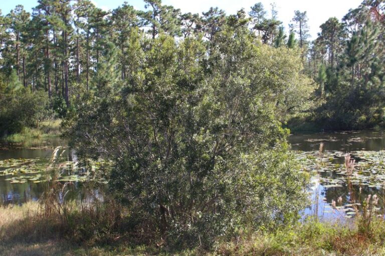 Skip Privet in Your North Carolina Yard and Plant This Native Screen That Stays Put and Feeds Birds