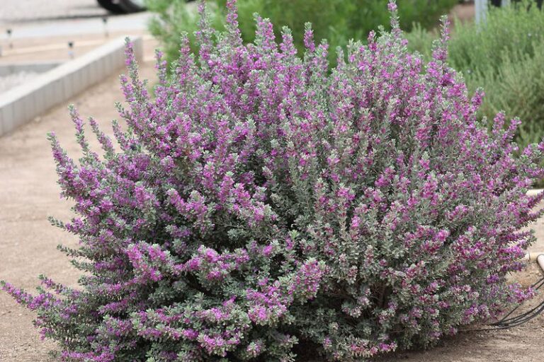 The Drought-Tough Texas Plant That Actually Looks Better the Less You Water It Through This Heat