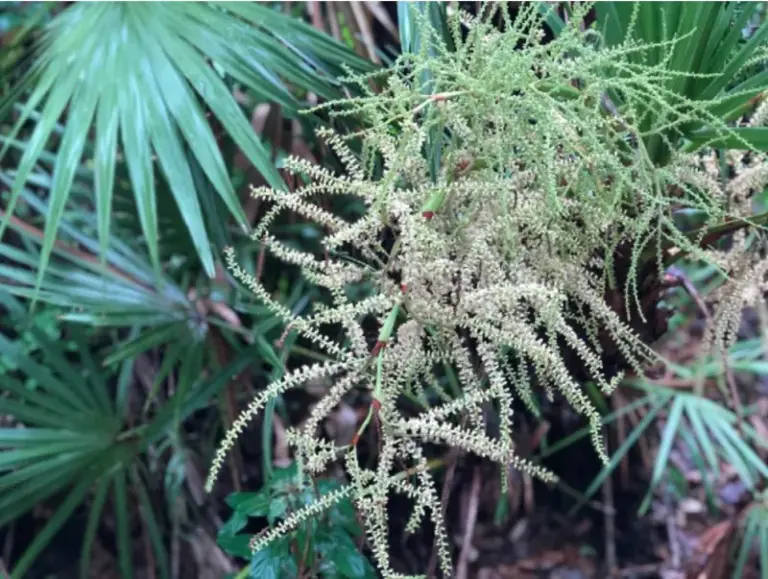 7 Florida Native Plants That Quietly Keep Both Iguanas and Mosquitoes Out of Your Yard