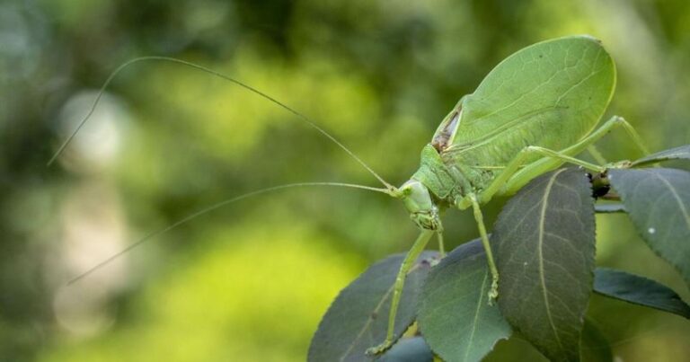 What It Really Means When Katydids Start Taking Over Your North Carolina Yard in Late Summer