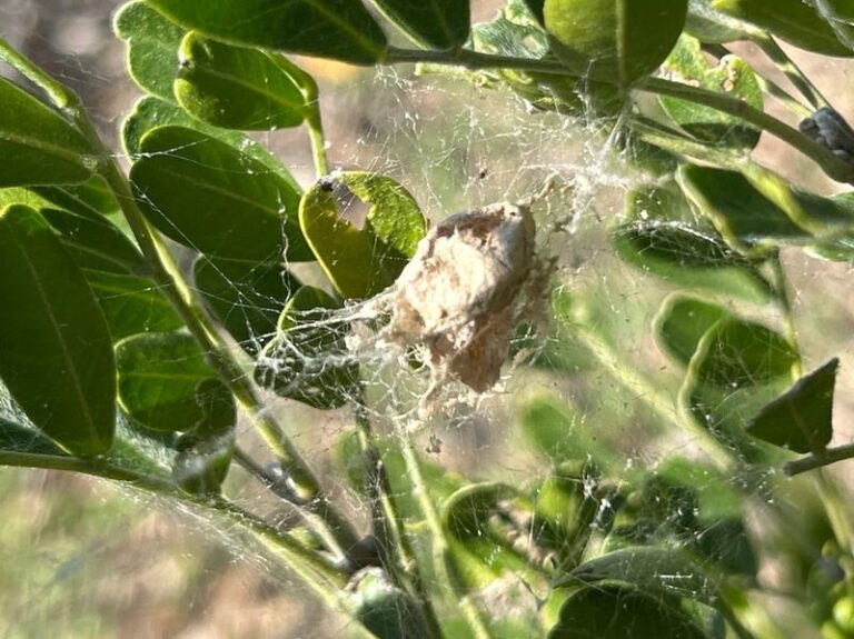 Green Lynx Spiders in Your Texas Garden May Help Against Caterpillars on Fall Vegetables