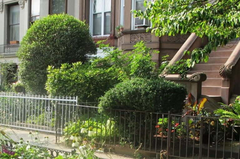 The California Foundation Shrubs That Quietly Keep Rats Away While Homeowners Are Still Setting Traps