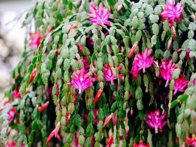 Your Christmas Cactus Loses Steam All Summer — Here’s the One Care Move That Keeps It Strong for Bloom Season