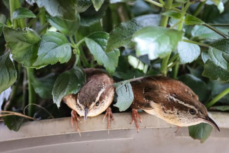What Carolina Wrens Are Really Hunting When They Keep Searching Your North Carolina Porch Planters