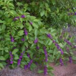 The Most Underrated North Carolina Native Shrub Behind the Mosquito-Repellent Story on a Woodland Edge