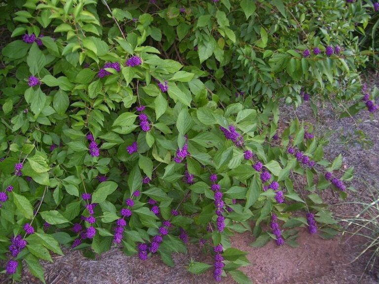 The Most Underrated North Carolina Native Shrub Behind the Mosquito-Repellent Story on a Woodland Edge