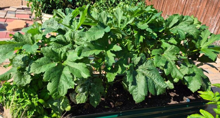 Why Your Central Texas Okra Stops Podding In September Heat, And The One Cut That Restarts It