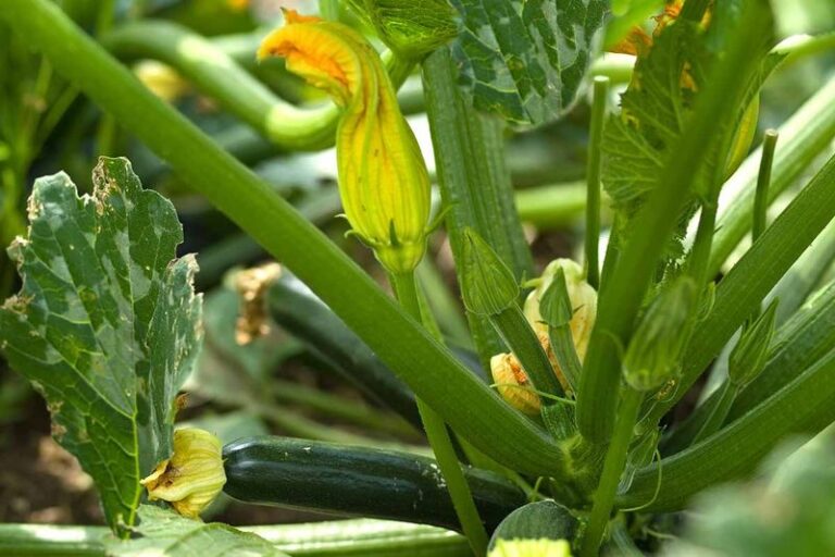 Zucchini Flowers but No Fruit in August? Heat May Shift the Ratio, but Check These Causes First