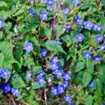 7 Florida Native Flowering Vines That Cover a Hot West-Facing Fence and Feed Hummingbirds All Season