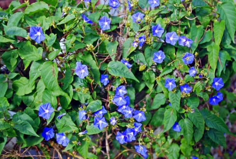 7 Florida Native Flowering Vines That Cover a Hot West-Facing Fence and Feed Hummingbirds All Season