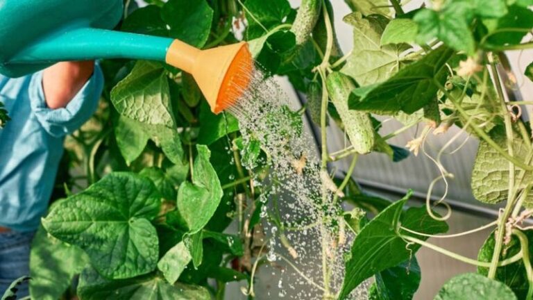 If Your Cucumber Vines Grow Fast but the Fruit Turns Bitter Right at Harvest, Here’s the Watering Slip Behind It