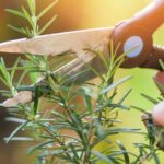 The One Thing California Rosemary Needs Now to Stop Going Woody, and Most Gardeners Were Never Told