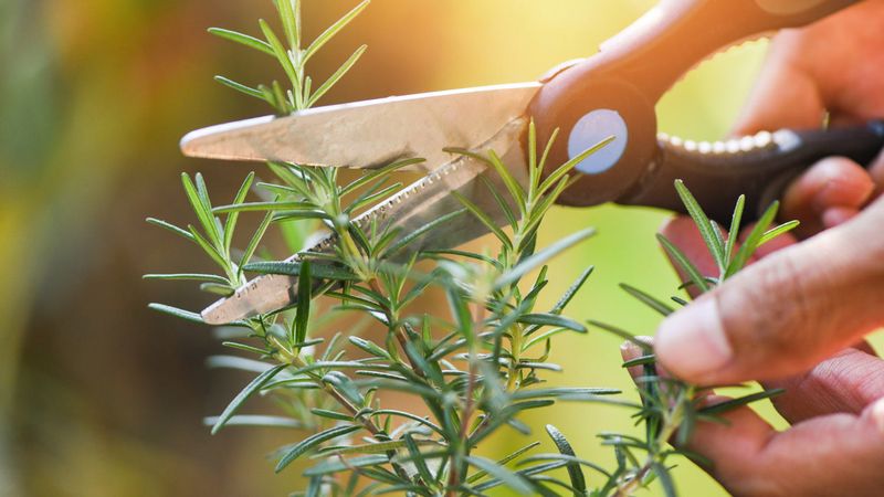 The One Thing California Rosemary Needs Now to Stop Going Woody, and Most Gardeners Were Never Told