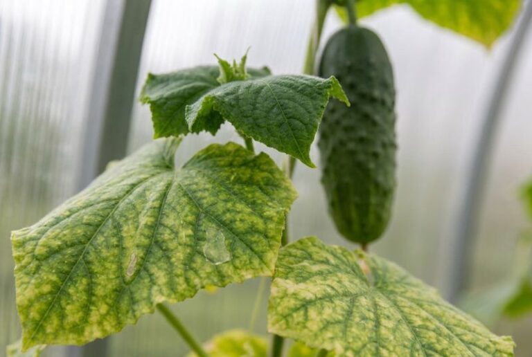 If your cucumber leaves are yellowing between the veins in August heat, one feeding mistake is starving the vine