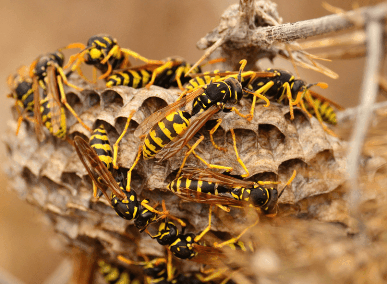 What It Really Means When Wasps Take Over Your North Carolina Yard Every Summer