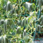 If Your Cucumber Vines Suddenly Wilt Overnight in Late-Summer Heat, Here Is Why