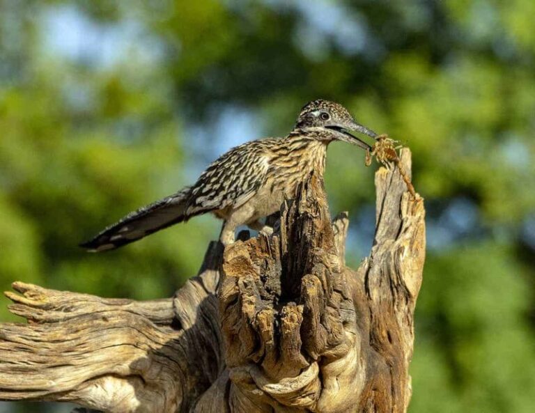 More Roadrunners Near Your Central Texas Home Means Fewer Scorpions (Here’s How To Draw Them In)