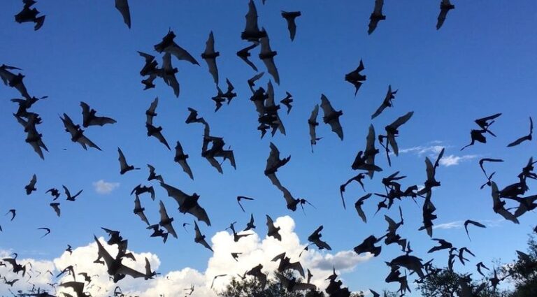 More Bats Over Your Central Texas Yard Means Fewer Mosquitoes, And Here’s How To Draw Them In