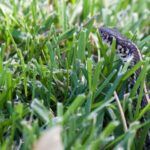 Your Yard Is Quietly Signaling That Snakes Feel Right at Home — Here Are the Warning Signs to Read
