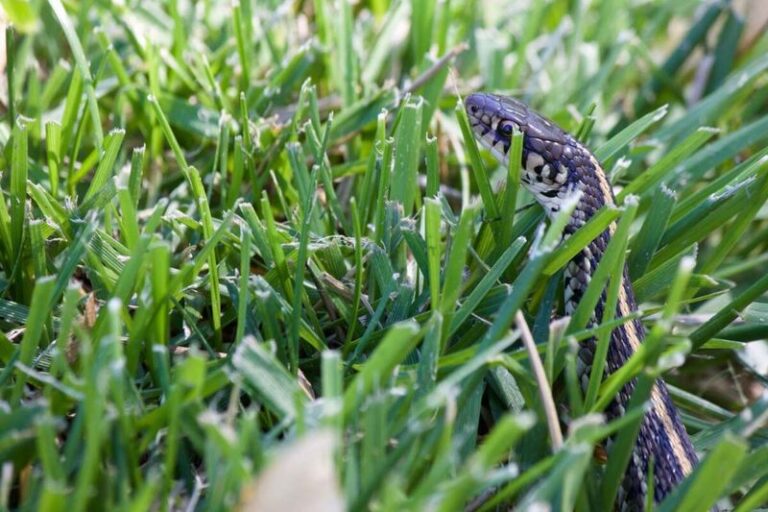 Your Yard Is Quietly Signaling That Snakes Feel Right at Home — Here Are the Warning Signs to Read