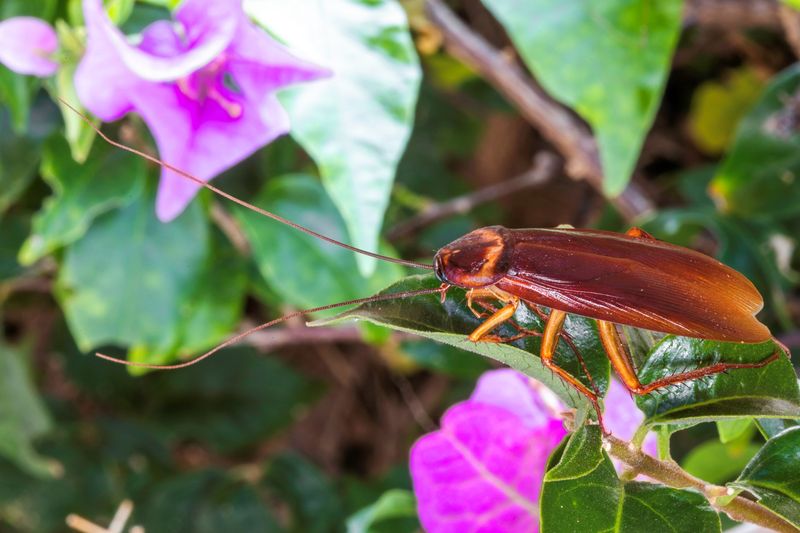 7 Florida Backyard Features That Quietly Pull Roaches Toward Your House Every Night