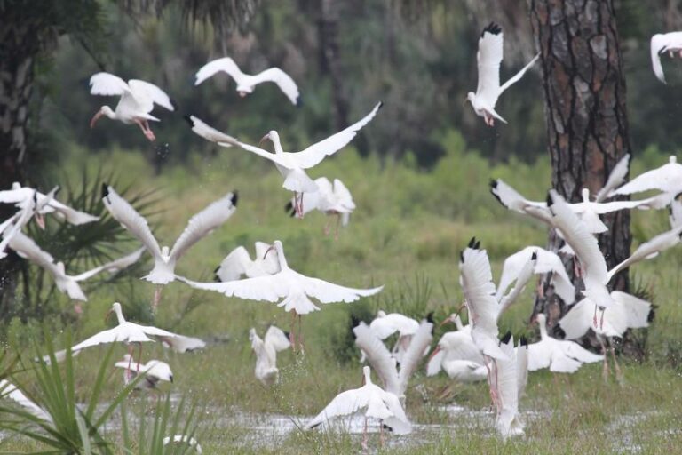 7 Florida Native Plants That Pull Ibis Flocks Onto Your Lawn to Clear the Grubs Underneath
