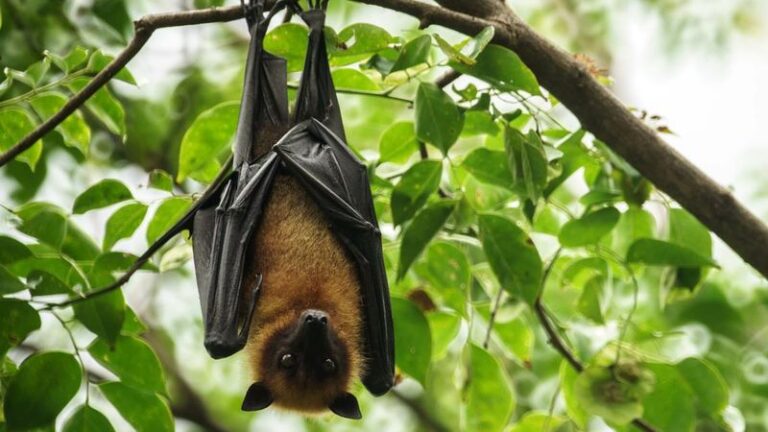 7 Florida Native Plants That Turn Your Backyard Into a Nighttime Bat Roost and Cut the Mosquitoes