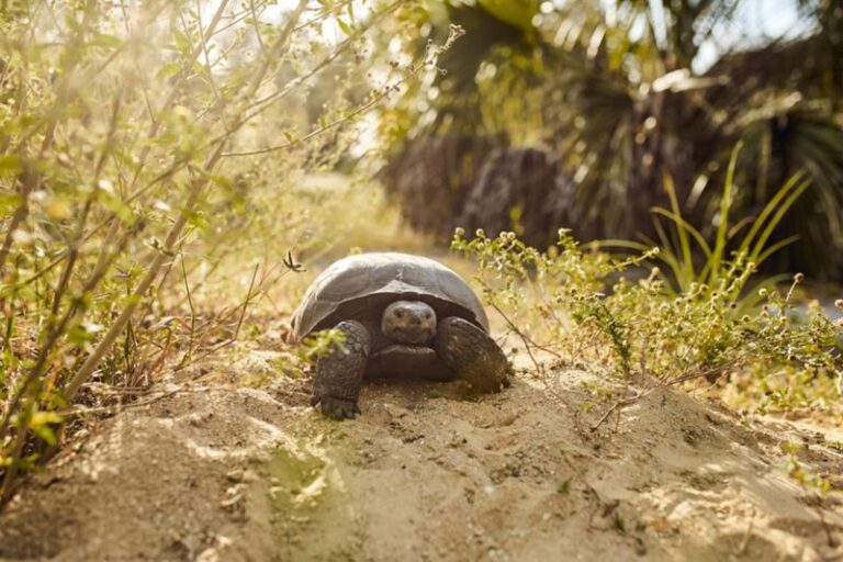 The Florida Native Plants That Bring Gopher Tortoises In and the Legal Protection That Comes With Them