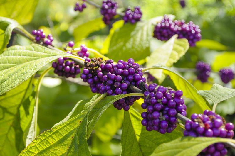 The Underrated Native Texas Plant That Makes Scorpions Find Your Yard Less Inviting Before Fall