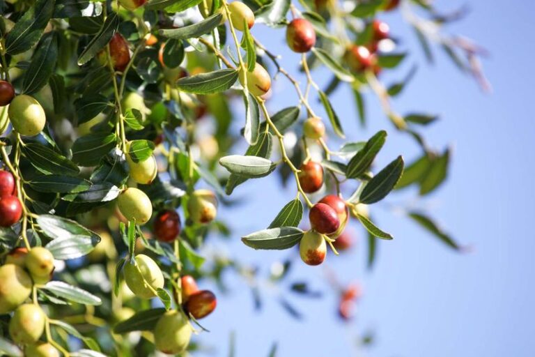 The Texas Fruit Tree That Keeps Setting Fruit Through Triple-Digit Heat When Others Give Up