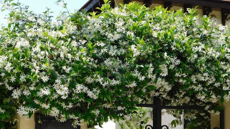 The One Thing North Carolina Confederate Jasmine Needs Before Fall or It Struggles Through Winter