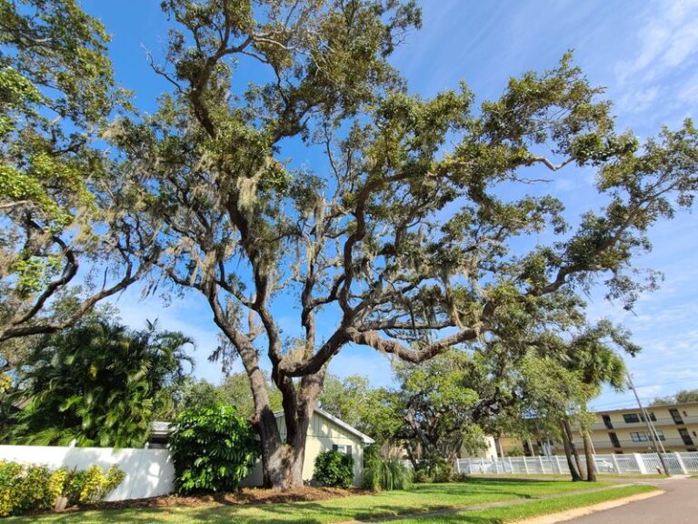 7 Fast-Growing Florida Native Shade Trees That Cool Your Yard Down for Those 95° Afternoons