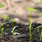 If Your Fall Carrot Seeds Sprout Patchy and Weak in Late-Summer Heat, Here Is Why