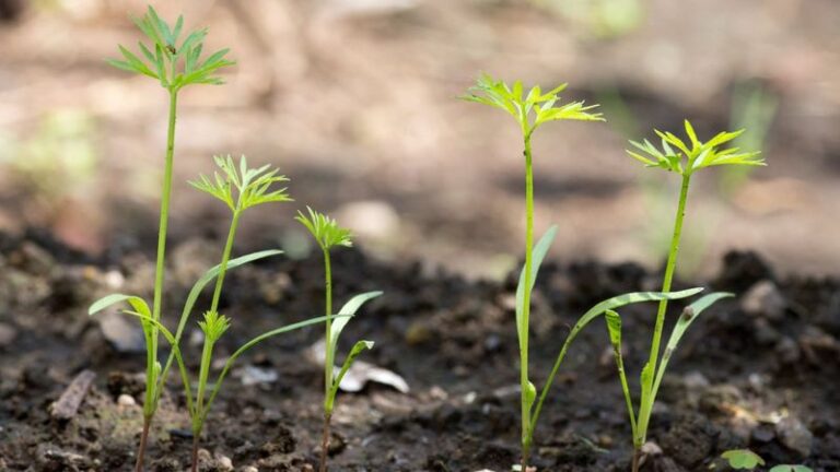 If Your Fall Carrot Seeds Sprout Patchy and Weak in Late-Summer Heat, Here Is Why