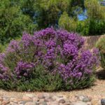 The One Native Texas Plant That Keeps Rats Out of Your Yard Without a Single Trap
